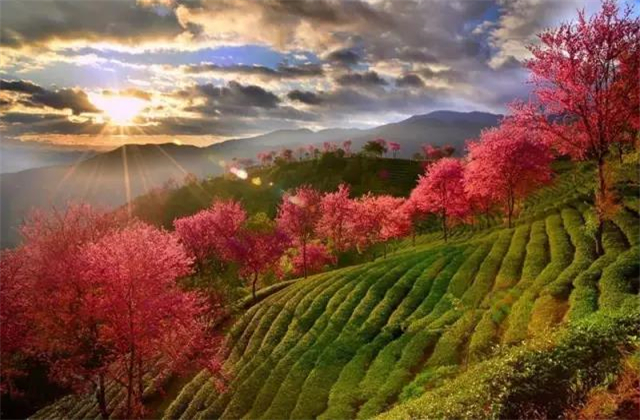 云南旅拍地推薦：云南無(wú)量山櫻花谷，春天到達(dá)最早的地方